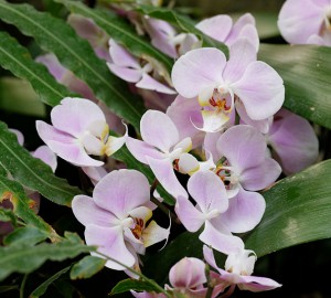 666px-Phalaenopsis_schilleriana_Marie Lan-Nguyen