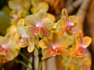800px-Phalaenopsis_Grassini Marie-Lan Nguyen