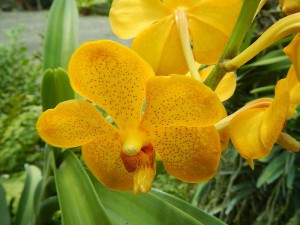 Goldenbloom Orchids Judge Floro_30