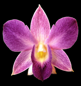 Merziger Orchideentage