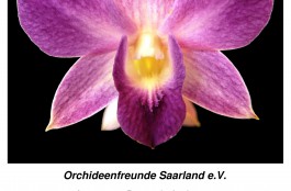 Merziger Orchideentage 9.-11.09.2016