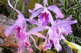 Costa Rica – Orchideen auf Vulkanen