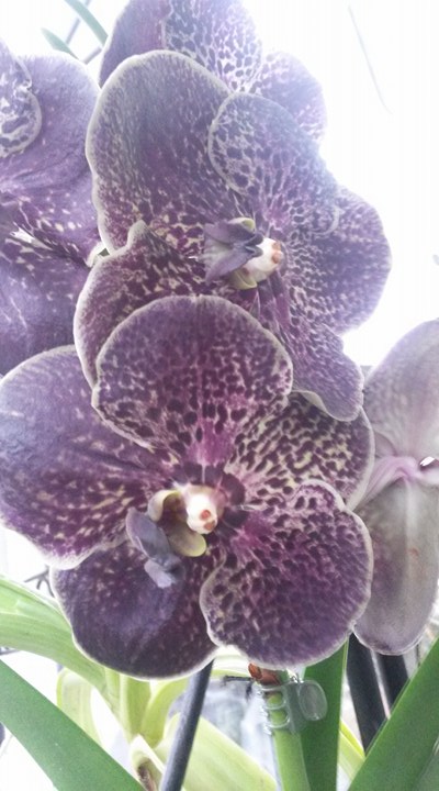Infoveranstaltung über die Orchideenpflege mit Verkauf